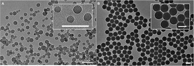 TADF Dye-Loaded Nanoparticles for Fluorescence Live-Cell Imaging